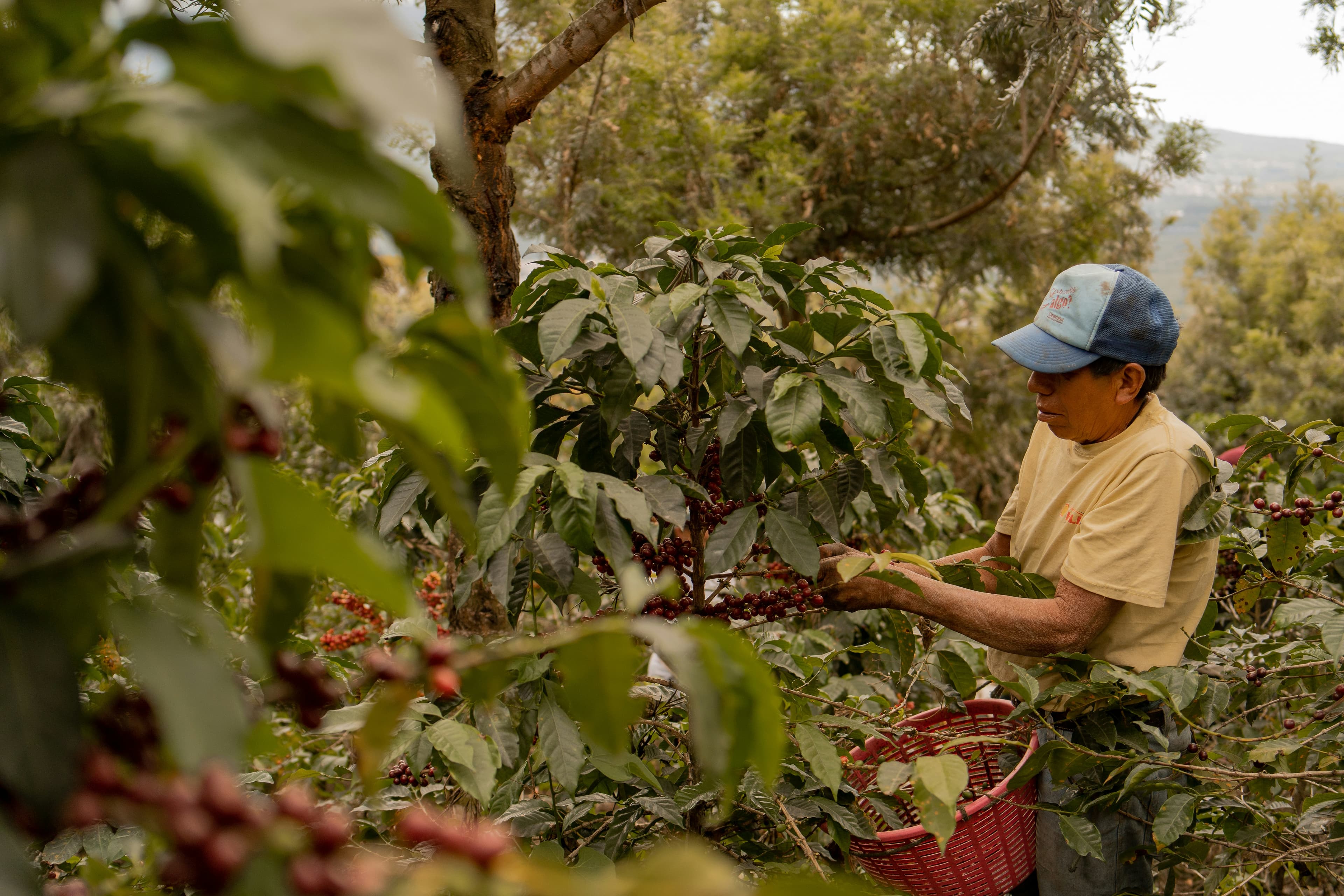 Coffee farm with sustainable practices