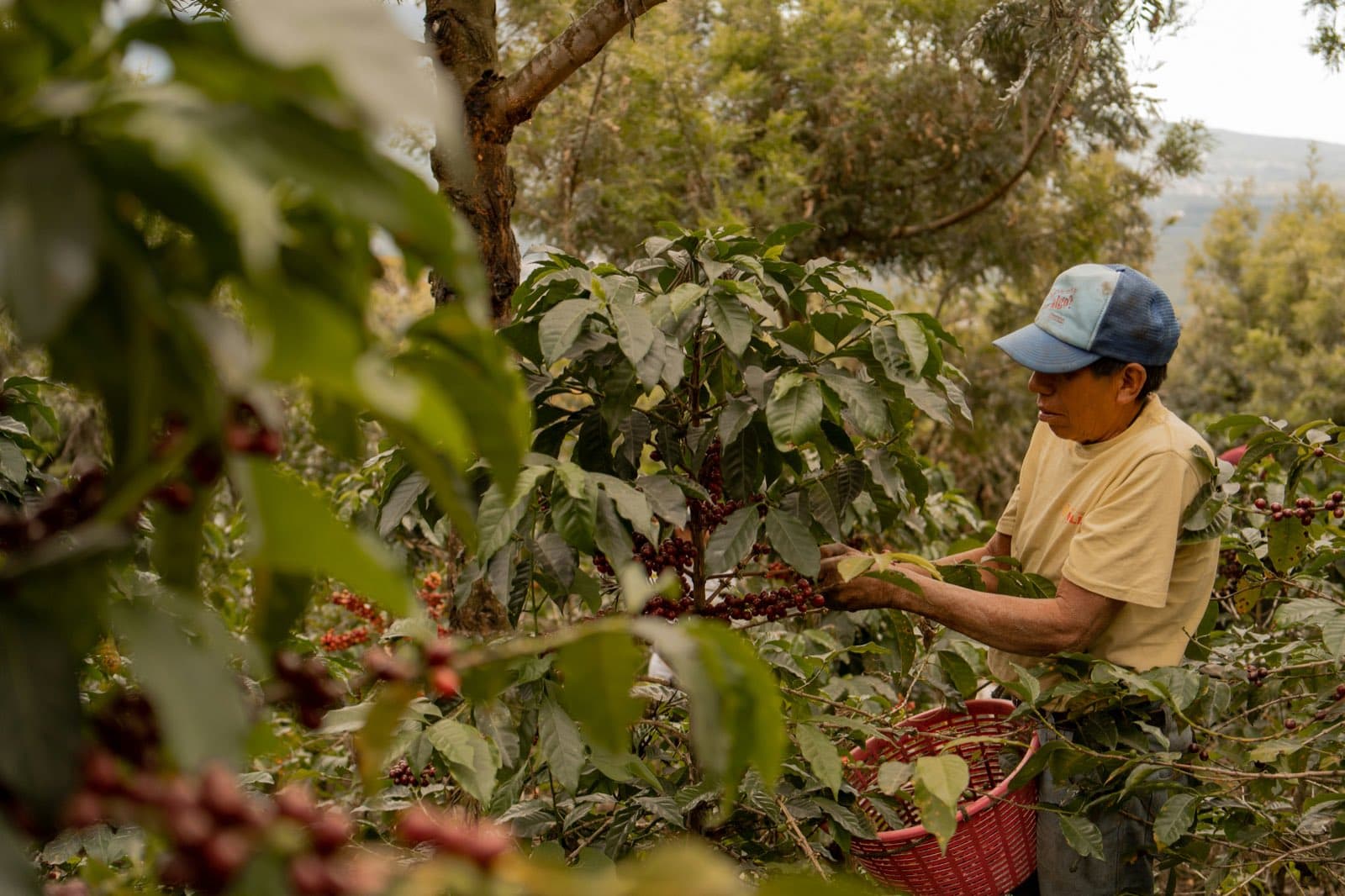 A coffee farm worker in a cap hand-harvesting ripe red coffee cherries into a red plastic basket amid dense green coffee plants.