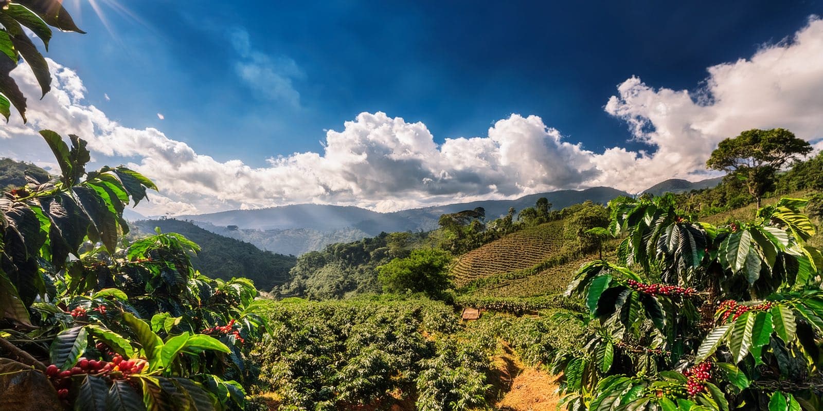 Ripe red coffee cherries on the branch in the foreground of a coffee farm, with terraced fields, forested hills, and a partly cloudy blue sky in the background.